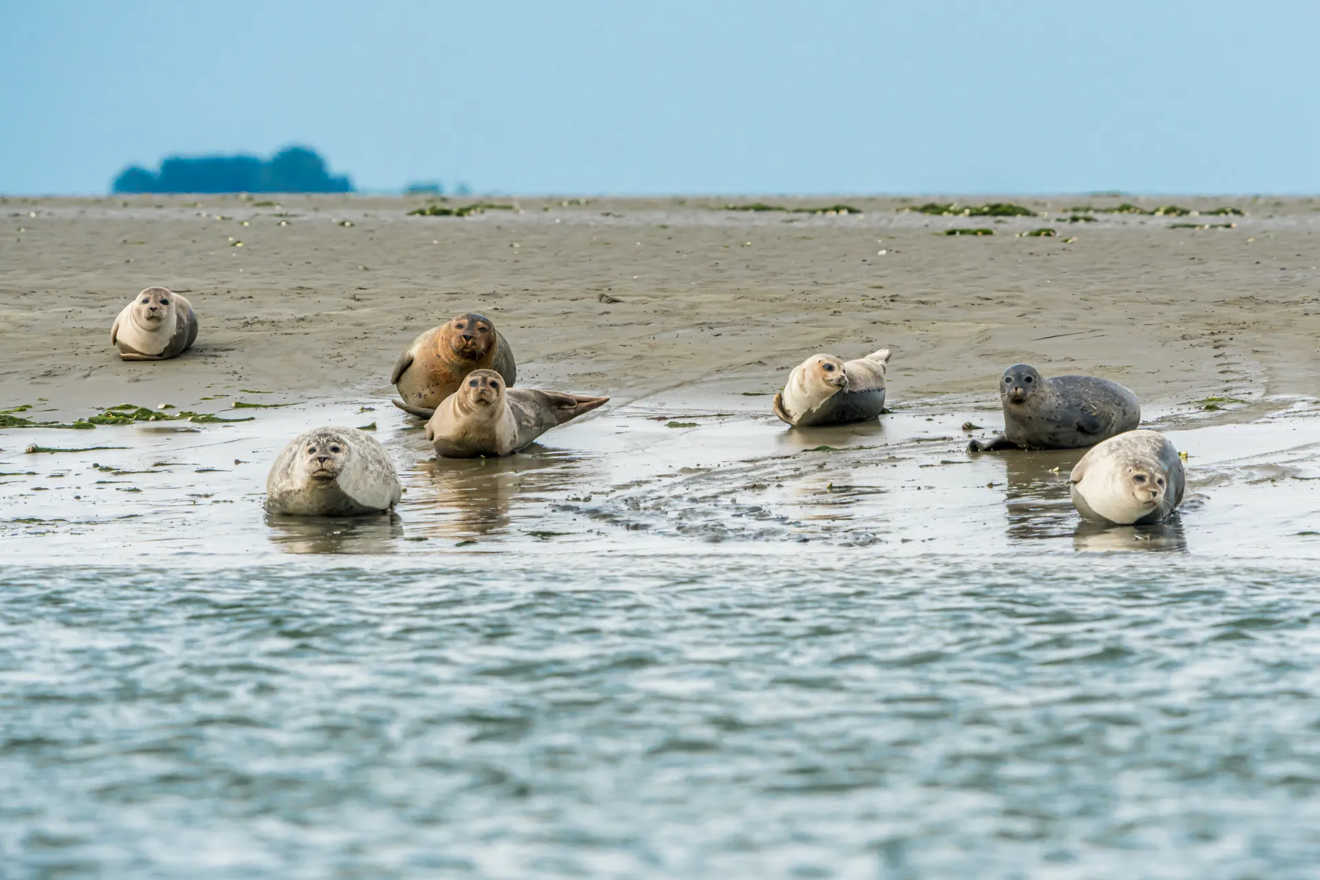 Zeehonden